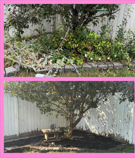 Cleanup and mulched Cleanup and mulched